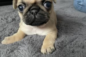 Kc reg fawn pug puppies for sale