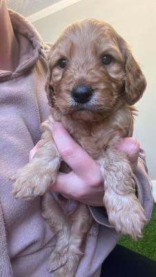 Pra clear hot sale cockapoo