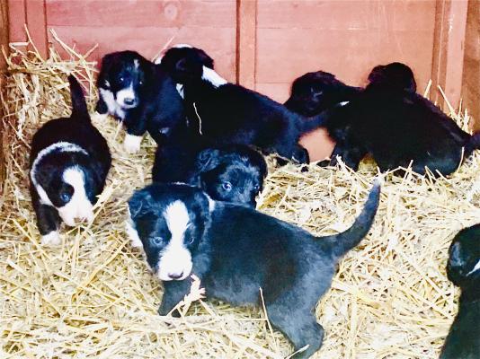 Border Collies for Rehoming