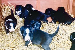 Border Collies for Rehoming