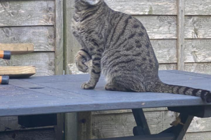 Tabby for Rehoming