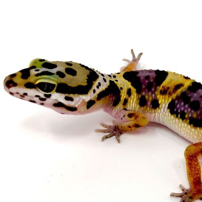 Gecko Online Listings