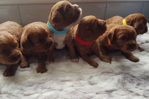 Red cavapoo puppies for sale