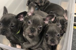 Stunning French bulldog puppies ready now!