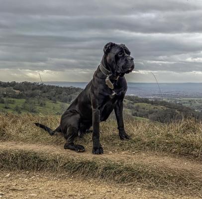 Cane Corso X XL bully | UKPets