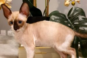 Cornish Rex for Rehoming