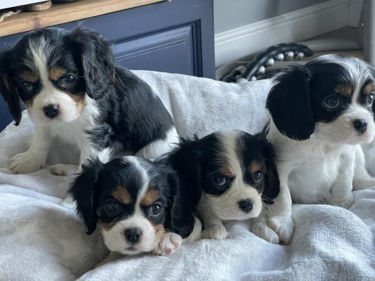 Cavalier King Charles Spaniel For Sale in the UK