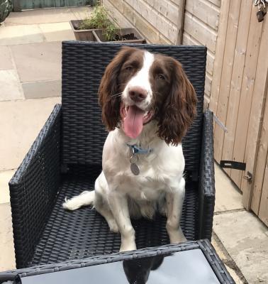 English Springer Spaniel Wanted in Lodon