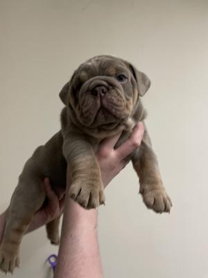 Bulldog For Sale in the UK