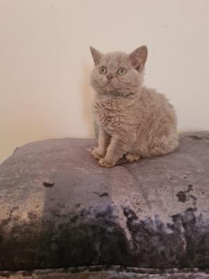 Beautiful Selkirk Rex Kittens For Sale 