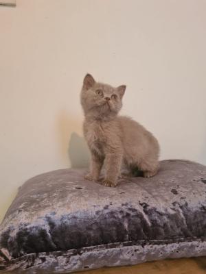 Beautiful Selkirk Rex kittens for sale | UKPets