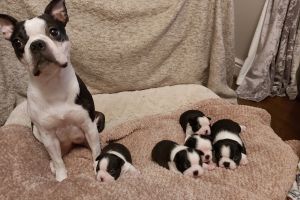 Boston Terrier For Sale in the UK