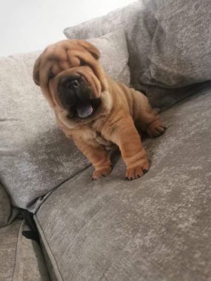 Chow pei puppies for sale 3male 1female | UKPets