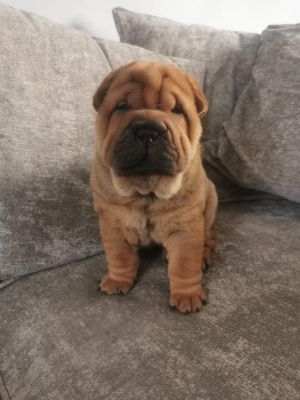 Chow pei puppies for sale 3male 1female | UKPets