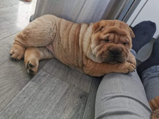 Chow pei puppies for sale 3male 1female | UKPets