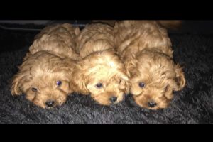 F1 Toy Cavapoo Puppies for Sale