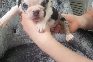 Old Tyme Bulldog For Sale in Great Britain