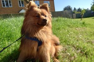 Pomeranians for Rehoming