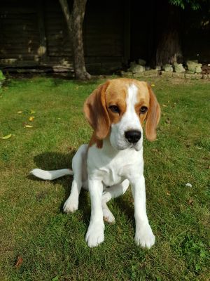 Beagle For Stud in Great Britain