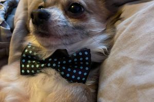 Chihuahua For Stud in Great Britain