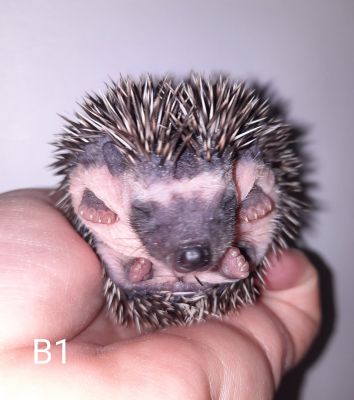 Pygmy Hedgehog Online Listings