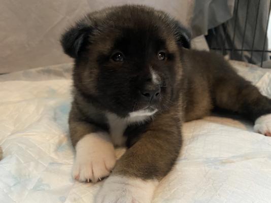 Ready 5 female akitas 100% pure breed with starter Package | UKPets