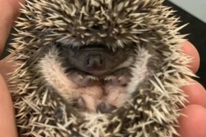 Pygmy Hedgehog For Sale in Great Britain