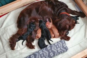 3 Male working Cocker Spaniel puppies for sale