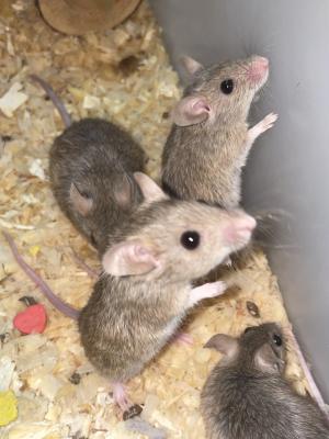 African Soft Fur Rats, Multimammates, ASF rats | UKPets