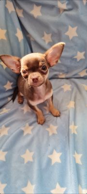 Chihuahua Online Listings