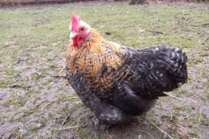 Chickens for Rehoming