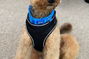 Airedale Terrier For Stud in the UK
