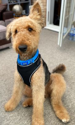 Airedale Terrier For Stud in the UK