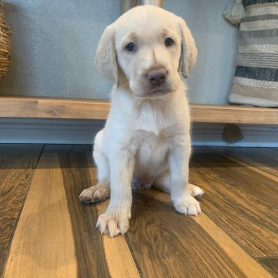 KC Registered Pedigree Labrador Puppies for Sale | UKPets