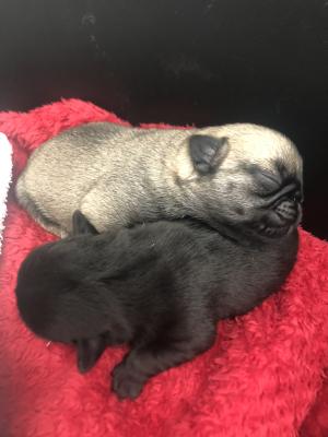 Pug For Sale in Lodon
