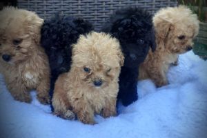 Toy Poodle For Sale in the UK