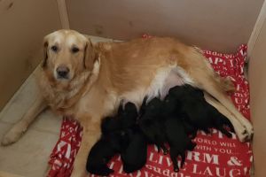 Goldendoodle F1 puppies for sale