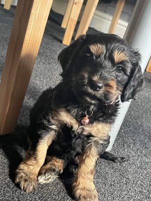 Cockapoo for Rehoming