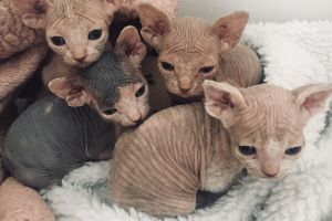 3 Canadian Sphynx girls for sale