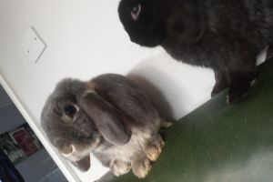 Loving mini lop bunnies