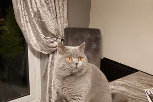 British Shorthair For Stud in Great Britain