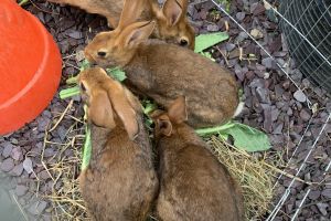 Belgian Hare Online Listings