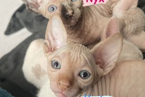 Canadian Sphynx Kittens for sale Bald & fluffy