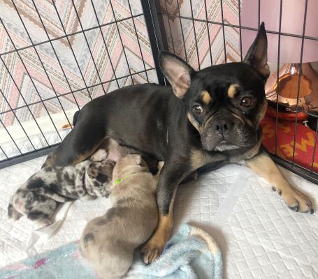 Bullhuahua puppies best sale for sale