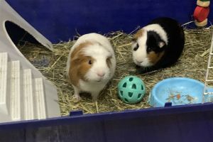 Guinea Pigs for Rehoming