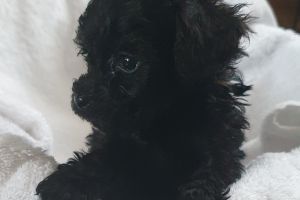 Toy Poodle For Sale