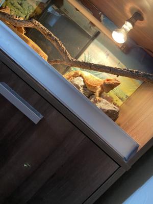 Bearded Dragon full set up | UKPets