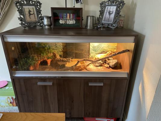 Bearded Dragon full set up | UKPets