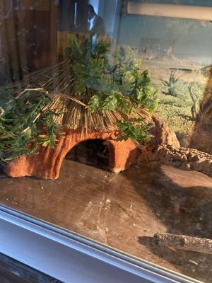 Bearded Dragon full set up | UKPets