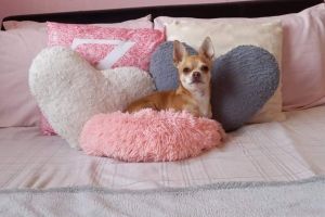 Chihuahua Stud :)